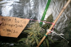 soil triple cheese