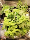 IMG_20200501_065857