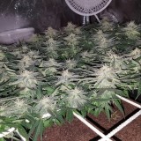 NL scrog