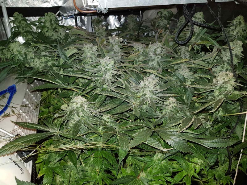 Captains cake scrog 53 days 12/12