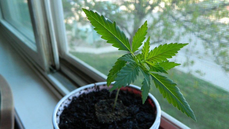 Cheese Seedling