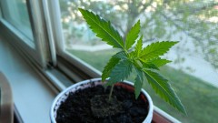 Cheese Seedling