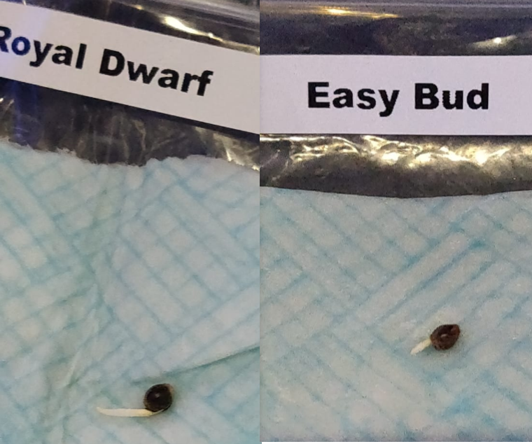 Royal Dwarf / Easy Bud