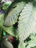IMG_20200504_070311
