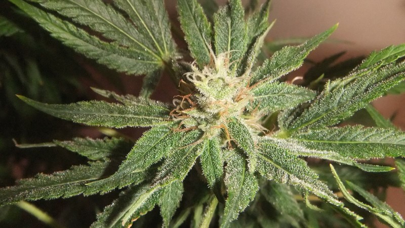 amnesia nr.7