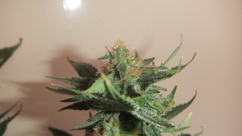 cheese (1)