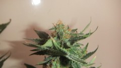 cheese (1)