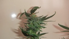 cheese (2)