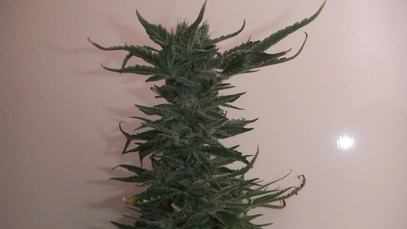 gg#4 (2)