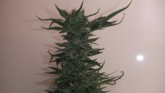gg#4 (2)