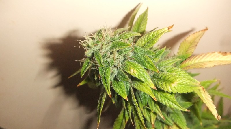 herez og (1)