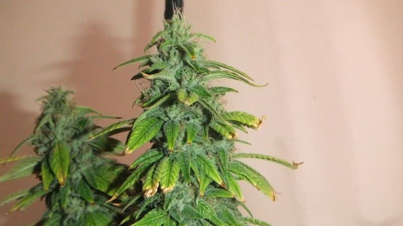 herez og (2)