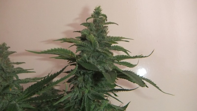 sherbert cookies 2
