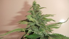 sherbert cookies