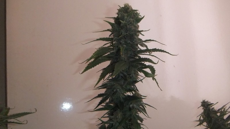 stinkin bishop  (1)