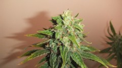 stinkin bishop  (2)
