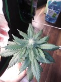 Strawberry Cheesecake Auto Solo Cup Grow Update