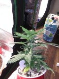 Strawberry Cheesecake Auto Solo Cup Grow Updated Picture Picture
