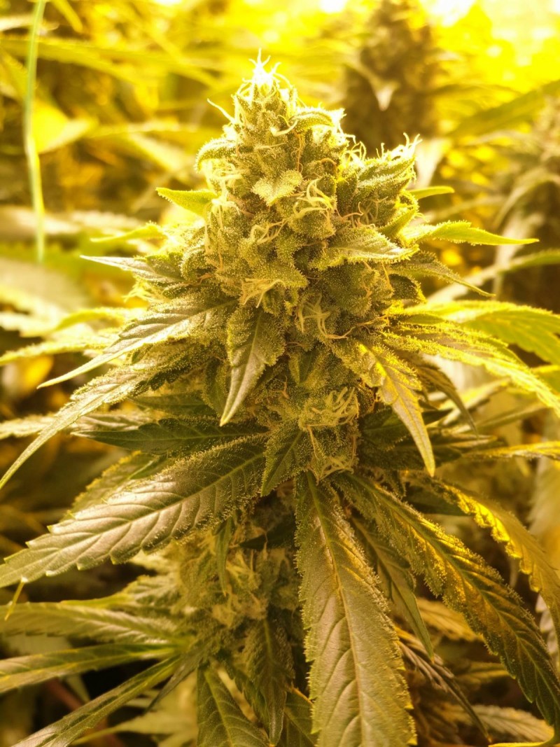 Flowering cannabis