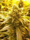 Flowering cannabis