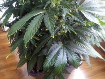 IMG_20200511_150654