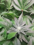 IMG_20200503_175741