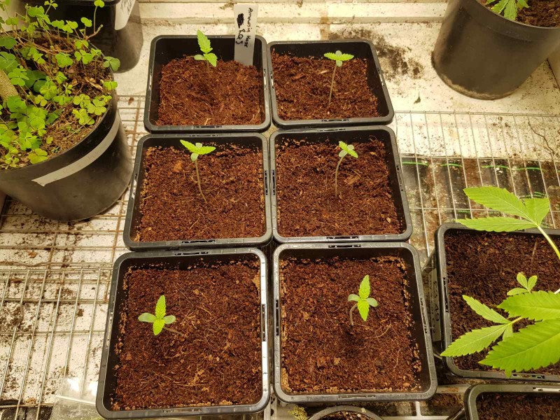 Growers choice Brain damage seedlings