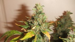 DSCF5844