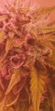 IMG-20200514-WA0057