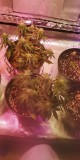 IMG-20200514-WA0060