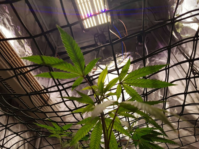 Led grow off the new