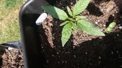 UK cheese auto