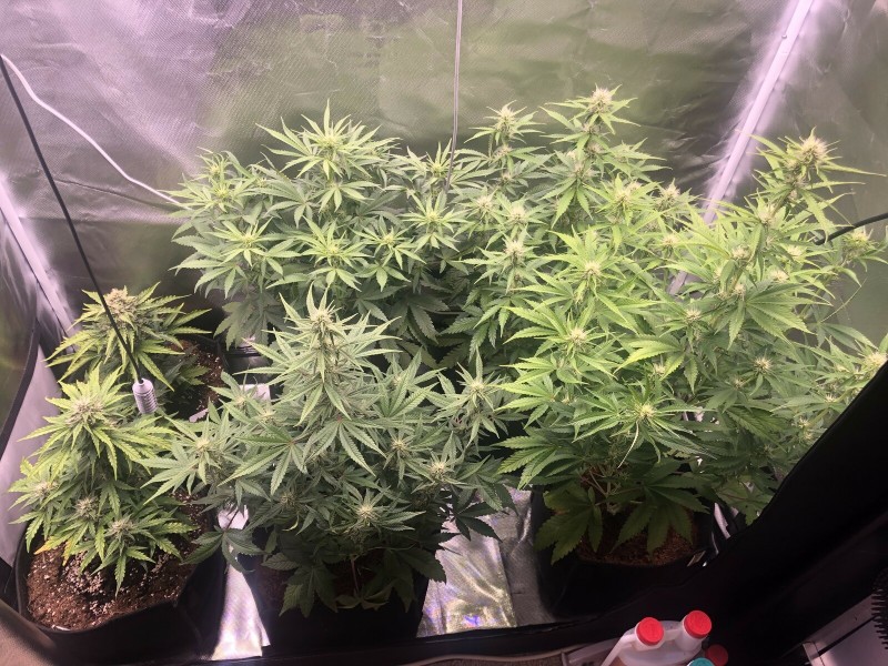 Day 36
