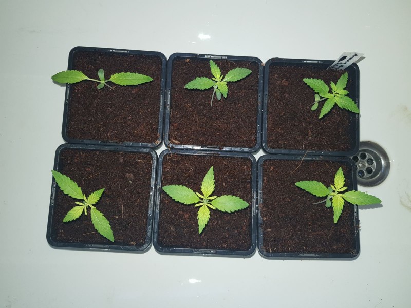 Growers choice Brain damage seedlings