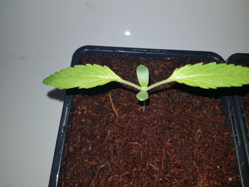 Growers choice Brain damage seedlings