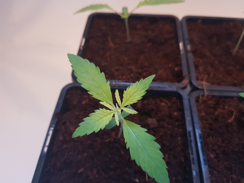 Growers choice Brain damage seedlings