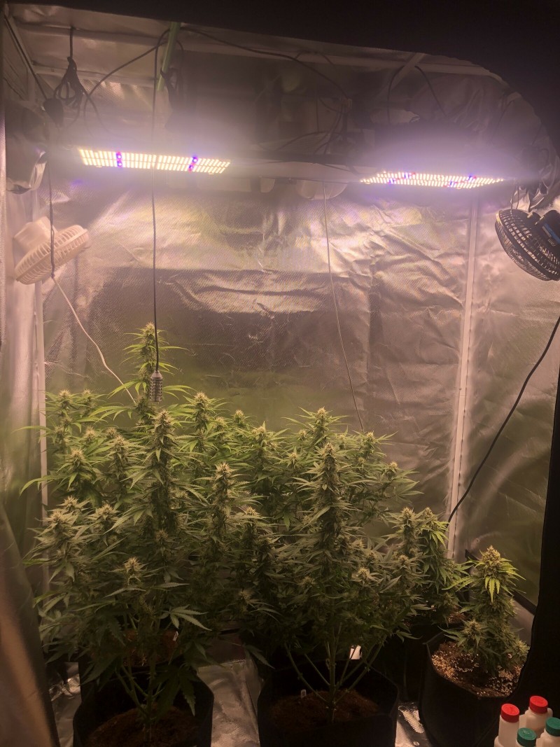 Day 45