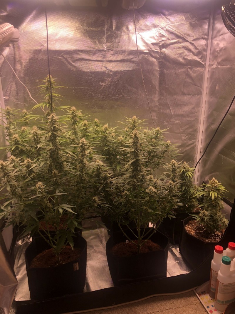 Day 45
