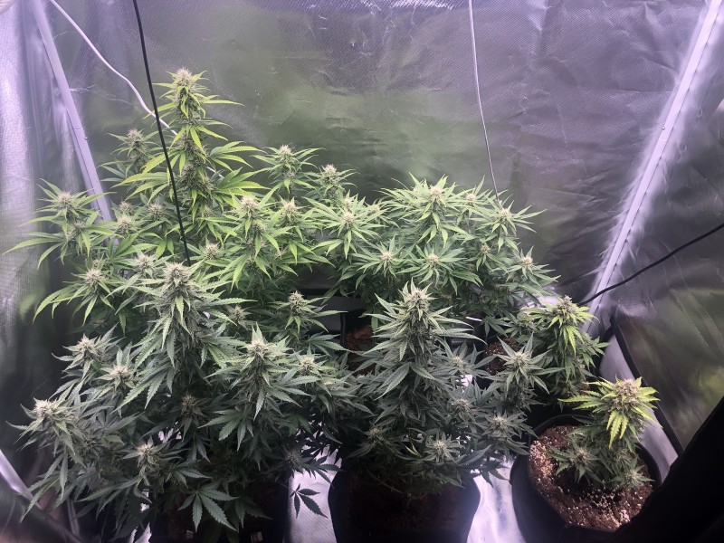 Day 45