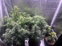 Day 45