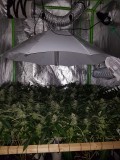 blue cheese