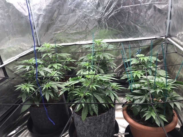 Day 29