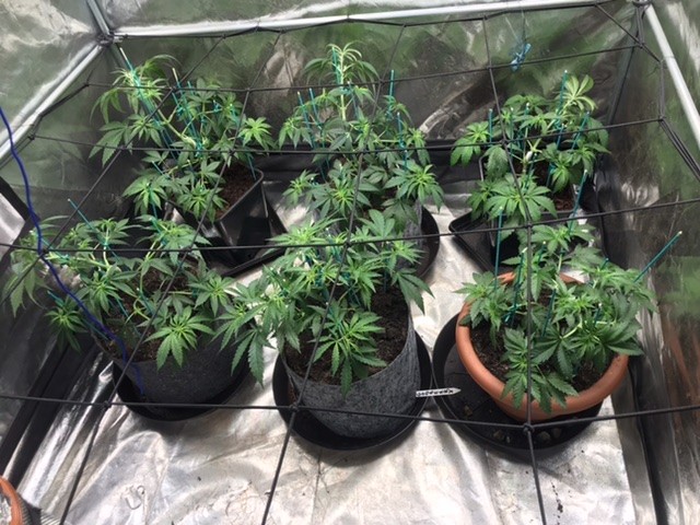 Day 31 defoliation and training