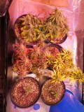 IMG_20200611_183300