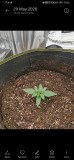 Afghan Kush Ryder