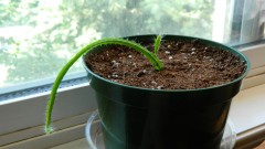 Dragon Fruit 1 Update