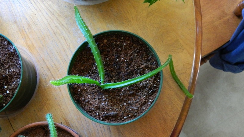 Dragon Fruit 2 Overhead Shot