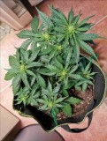 Week 5