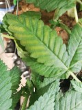 IMG_20200622_070926