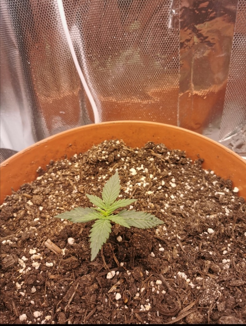10 days after sprouting